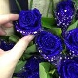 蓝色妖姬