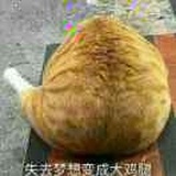 -韬-