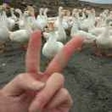 不伦不类