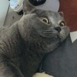 芝麻是猪