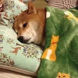 毒舌