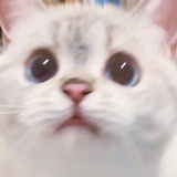 做CoLiving的🍊