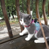 招财小猫咪