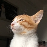 奶宝