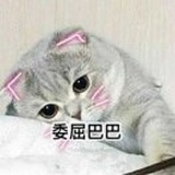 喵---非装修公司