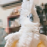 小口羊