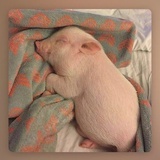 lilyrosie