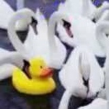 阿灰