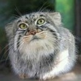 胡猫