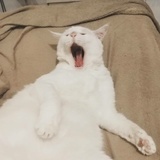 吃鸡腿了吗-