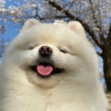 果酱小熊