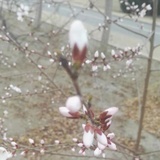 春色撩人