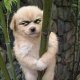 东旭