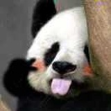 欣喜纯粹高冷深