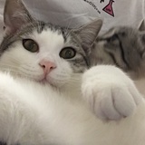 戚亦安