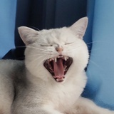 泥鱼