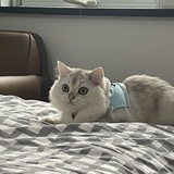 BOBOBO