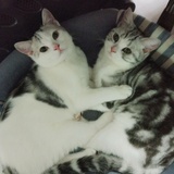 拉菲