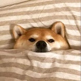 拒绝吃狗粮