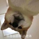 猫猫