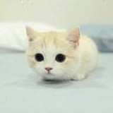 ॐ琴