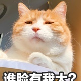 网黄猪大毛毛