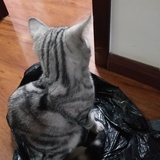 福小毛
