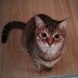 猫咪球狗