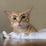 有猫少年鱼饼饼