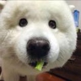 狗娃
