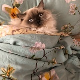 摩卡是头猪
