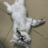 尼尼包