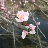 四张机