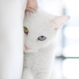 小七