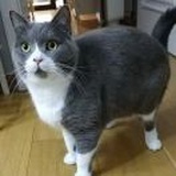 冬笋烧麦