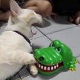 绿番茄