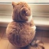 小西招聘