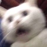 小骨头