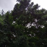 banyan