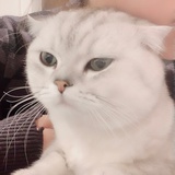 bb