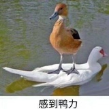 vjchbbh
