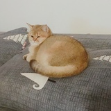 Basara枕