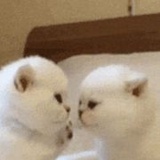 阿程程程橙子