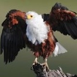 🦅