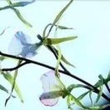 灵通