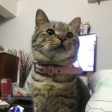 屁屁爱股股