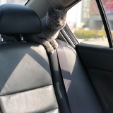 可爱猫咪