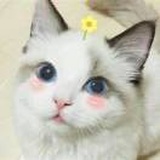 绿袖子