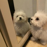 Лилия^ ^
