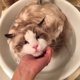 城墙边的布偶猫